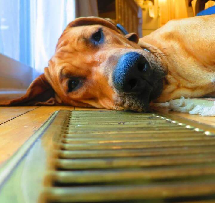 A dog resting on airducts