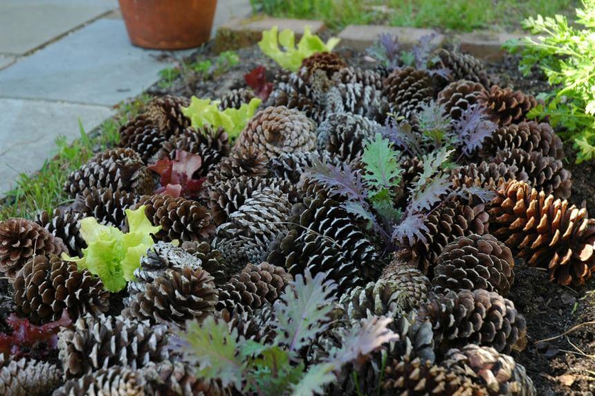 patio-designs-budget-pinecone-mulch-standard patio-designs-budget-pinecone-mulch-standard