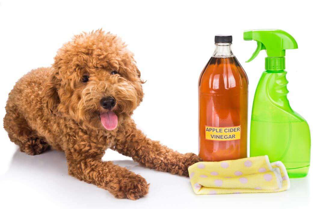 A dog, bottle of apple cider and air freshner