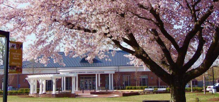 cherry blossom tree