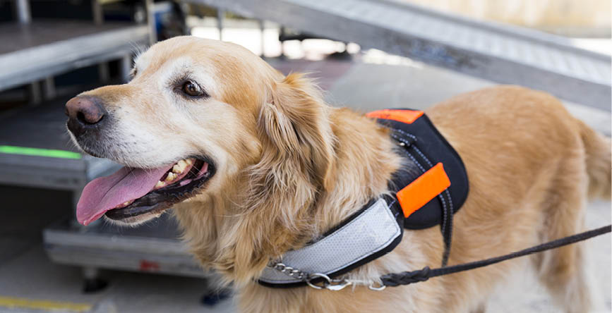 service golden retriever