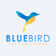 Bluebird