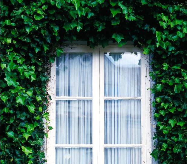 creeping plants on a front door